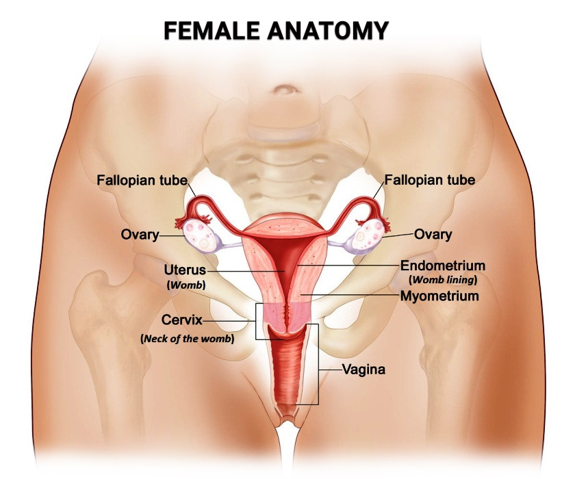 Female anatomy