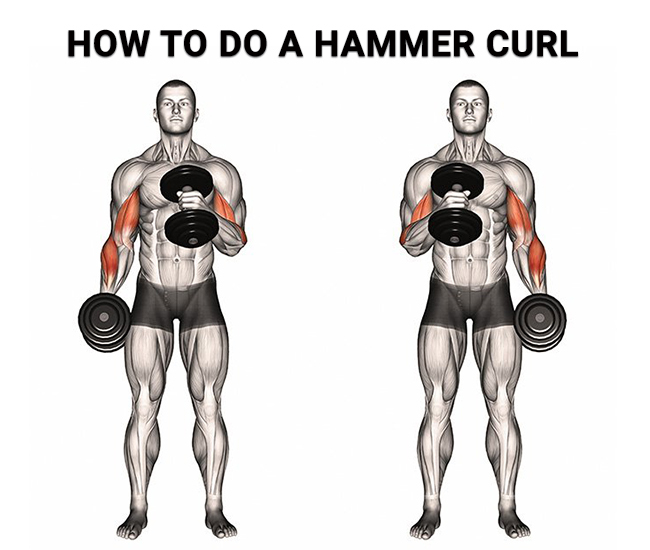 How to Do a Hammer Curl