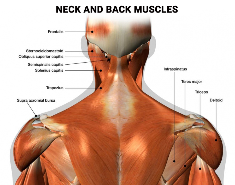 Neck And Back Muscles