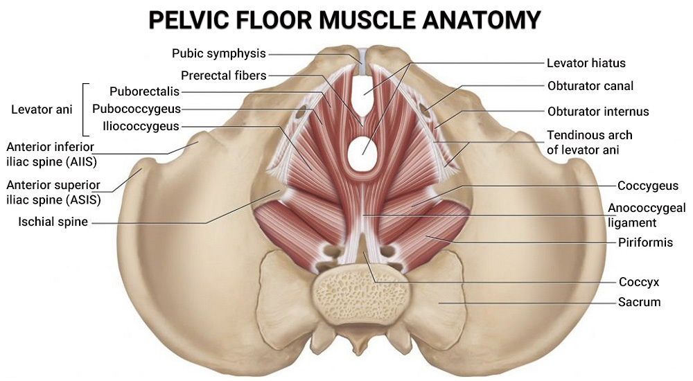 Pelvic Floor Muscle Anatomy