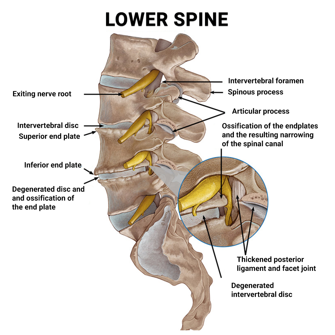 Lower Spine