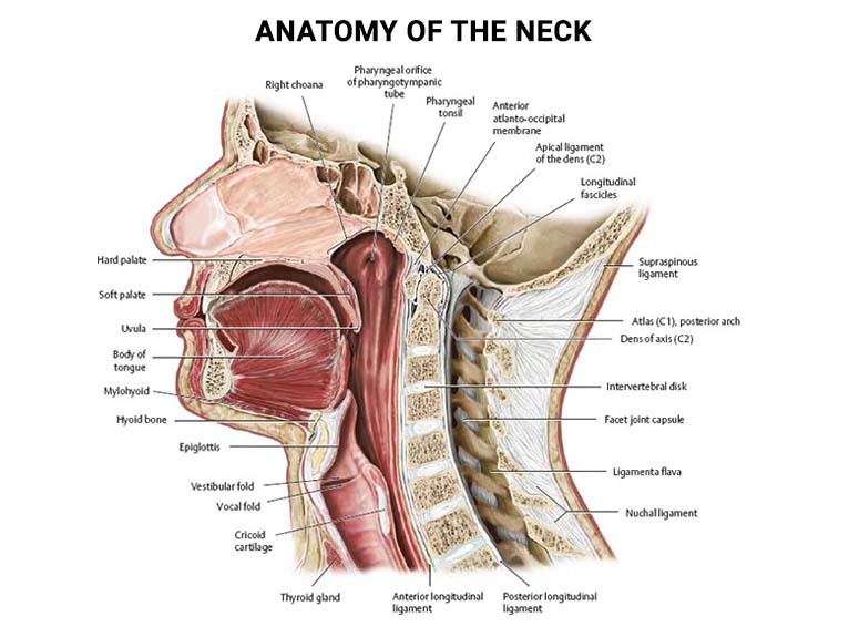 Anatomy of the Neck