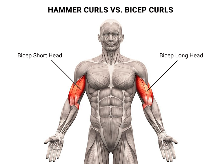 Hammer Curls vs Bicep Curls