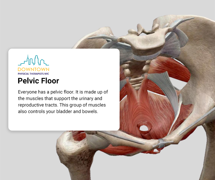 Pelvic Floor